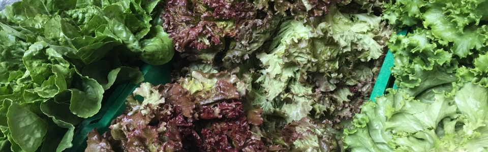 lettuce